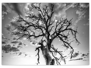 Slika - Črno-belo drevo (70x50 cm)