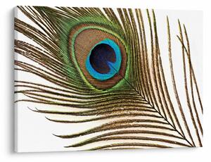 Slika paunovog perja (70x50 cm)