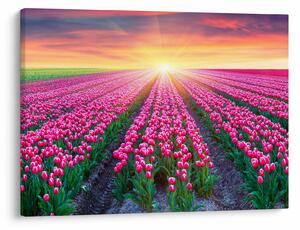 Slika polja tulipana sa suncem (70x50 cm)