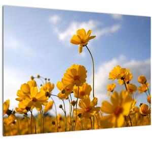 Slika polja s svetlo rumenimi cvetovi (70x50 cm)