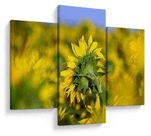 Slika suncokreta (90x60 cm)