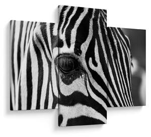 Slika zebre (90x60 cm)