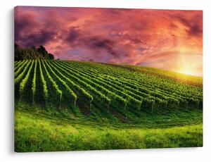 Slika vinograda s obojenim nebom (70x50 cm)