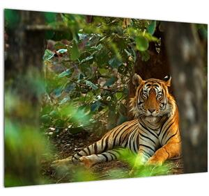 Staklena slika počivajočega tigra (70x50 cm)