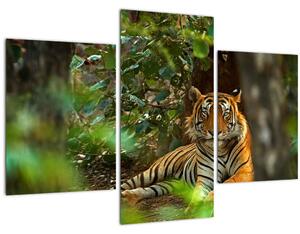 Slika počivajočega tigra (90x60 cm)