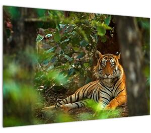 Slika počivajočega tigra (90x60 cm)