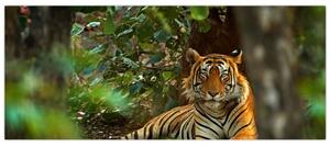 Slika počivajočega tigra (120x50 cm)
