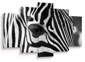 Slika zebre (150x105 cm)