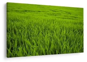 Slika trave (90x60 cm)