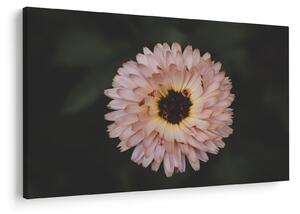 Slika narančastog cvijeta (90x60 cm)
