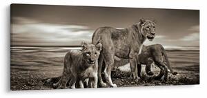 Slika crno-bijelih lavova (120x50 cm)