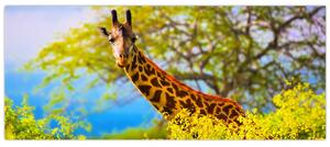 Slika žirafe v Afriki (120x50 cm)