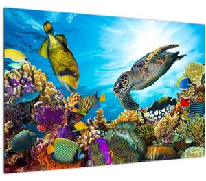 Slika koralnega grebena (90x60 cm)