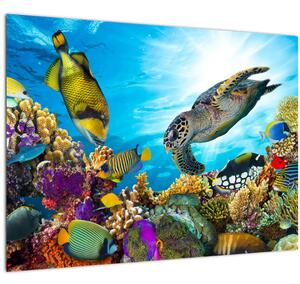 Slika koralnega grebena (70x50 cm)