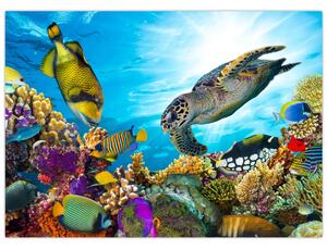 Slika koralnega grebena (70x50 cm)