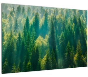 Slika - Borov gozd (90x60 cm)