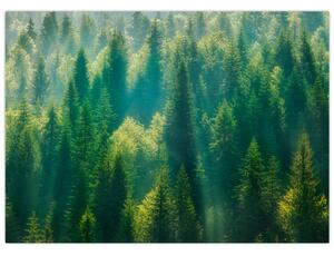 Slika - Borov gozd (70x50 cm)