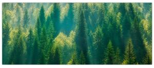 Slika - Borov gozd (120x50 cm)