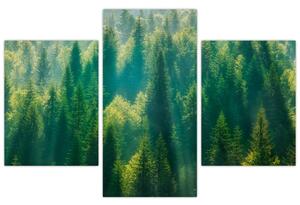 Slika - Borov gozd (90x60 cm)