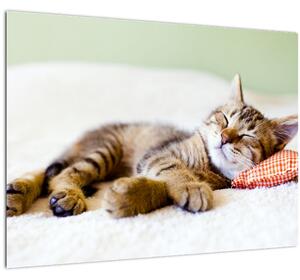 Slika - Speči maček (70x50 cm)
