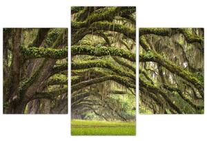 Slika - Oaks Avenue, Charleston, Južna Karolina, ZDA (90x60 cm)