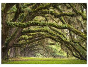 Slika - Oaks Avenue, Charleston, Južna Karolina, ZDA (70x50 cm)