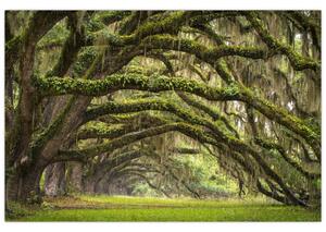 Slika - Oaks Avenue, Charleston, Južna Karolina, ZDA (90x60 cm)