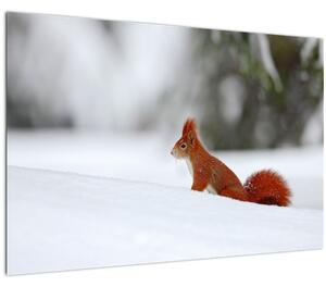Podoba veverice (90x60 cm)