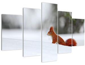 Podoba veverice (150x105 cm)