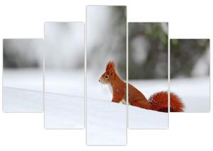 Podoba veverice (150x105 cm)