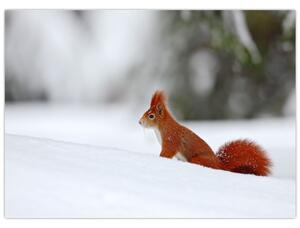 Podoba veverice (70x50 cm)