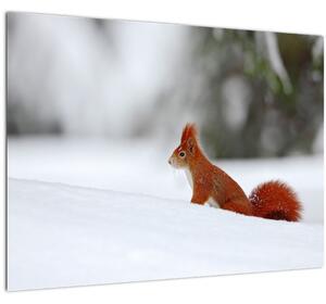 Podoba veverice (70x50 cm)
