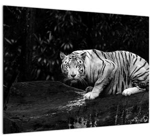 Staklena slika - Albino tiger, črno-bela (70x50 cm)