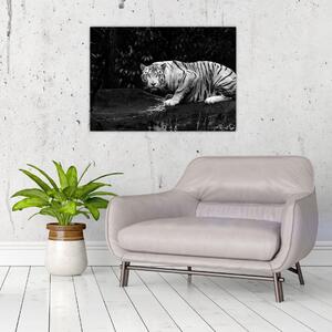 Slika - Albino tiger, črno-bela (70x50 cm)