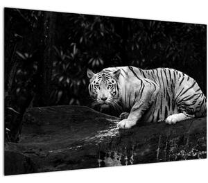 Slika - Albino tiger, črno-bela (90x60 cm)
