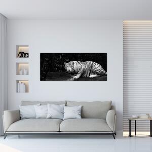 Slika - Albino tiger, črno-bela (120x50 cm)