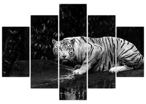 Slika - Albino tiger, črno-bela (150x105 cm)
