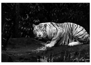 Slika - Albino tiger, črno-bela (90x60 cm)
