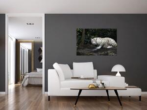 Slika - Albino tiger (90x60 cm)