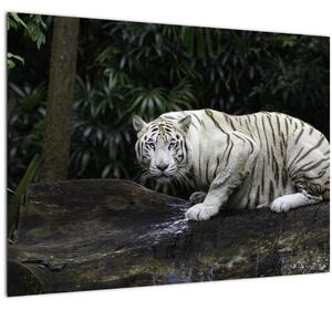 Slika - Albino tiger (70x50 cm)