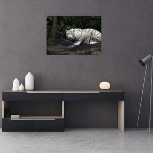 Slika - Albino tiger (70x50 cm)