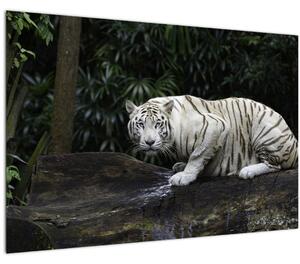 Slika - Albino tiger (90x60 cm)