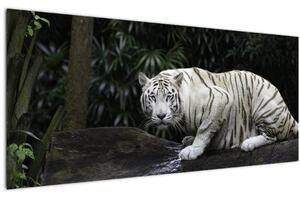 Slika - Albino tiger (120x50 cm)