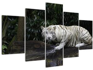 Slika - Albino tiger (150x105 cm)