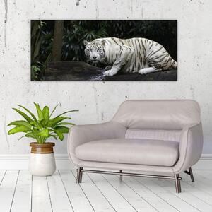 Slika - Albino tiger (120x50 cm)