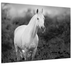 Slika belega konja na travniku, črno-bela (70x50 cm)