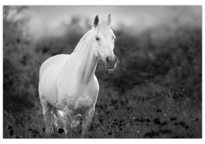 Slika belega konja na travniku, črno-bela (90x60 cm)