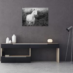 Slika belega konja na travniku, črno-bela (70x50 cm)