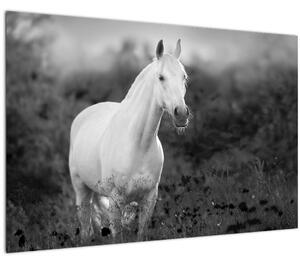 Slika belega konja na travniku, črno-bela (90x60 cm)
