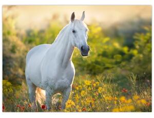 Slika belega konja na travniku (70x50 cm)